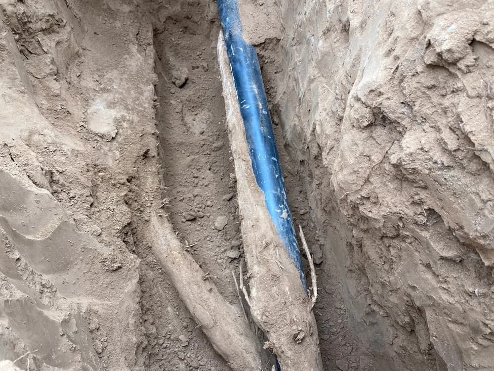 Tree roots causing sewer issues